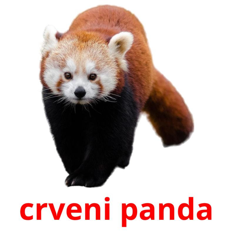 crveni panda picture flashcards