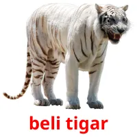 beli tigar Bildkarteikarten