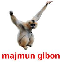 majmun gibon flashcards illustrate