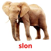 slon picture flashcards
