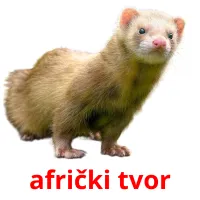 afrički tvor Bildkarteikarten