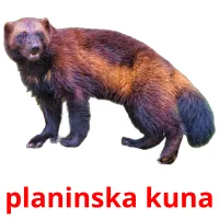 planinska kuna Bildkarteikarten