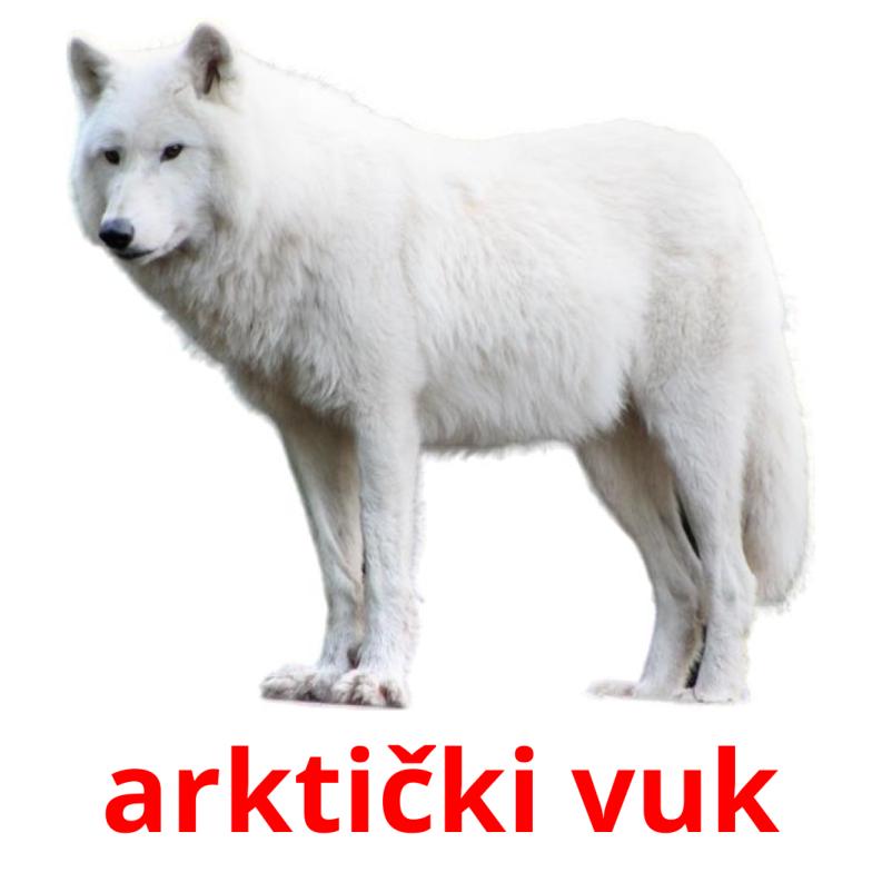 arktički vuk picture flashcards