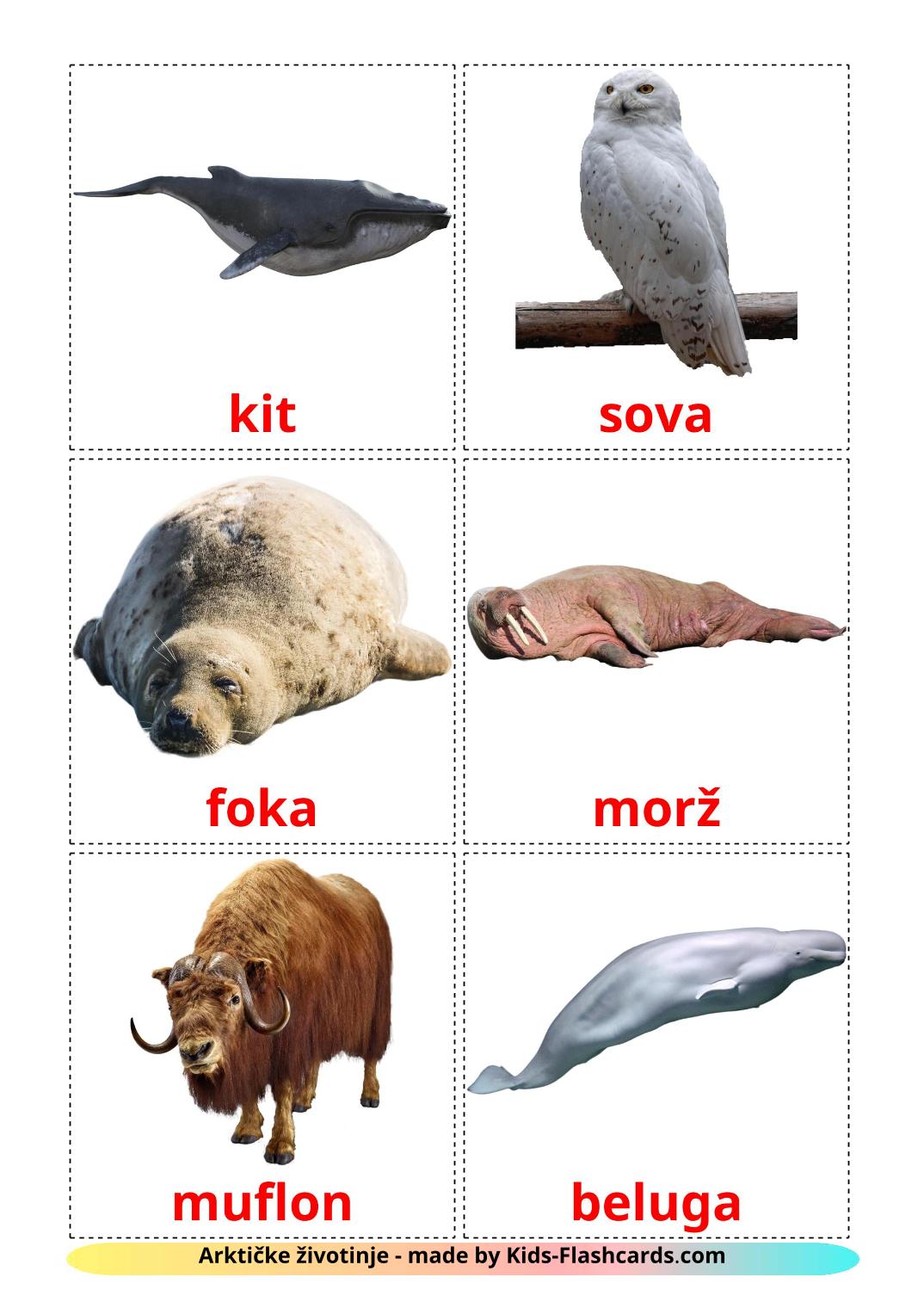 Arctic animals - 14 Free Printable serbian Flashcards 