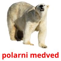 polarni medved picture flashcards