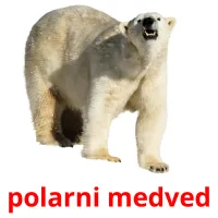 polarni medved карточки энциклопедических знаний