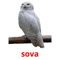 sova picture flashcards