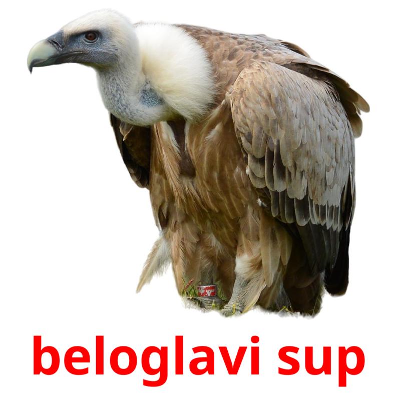 beloglavi sup picture flashcards