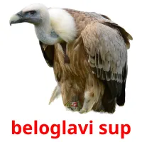 beloglavi sup Bildkarteikarten