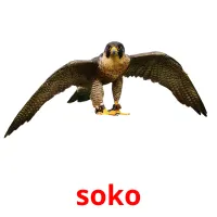 soko Bildkarteikarten