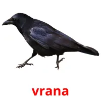 vrana Bildkarteikarten