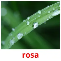 rosa cartões com imagens