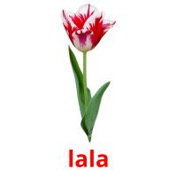 lala picture flashcards