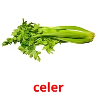 celer picture flashcards