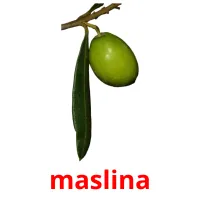 maslina picture flashcards