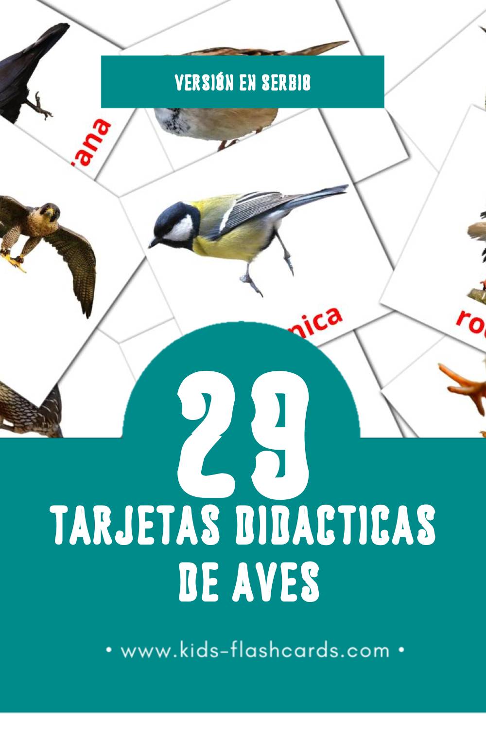 Tarjetas visuales de Ptice para niños pequeños (29 tarjetas en Serbio)