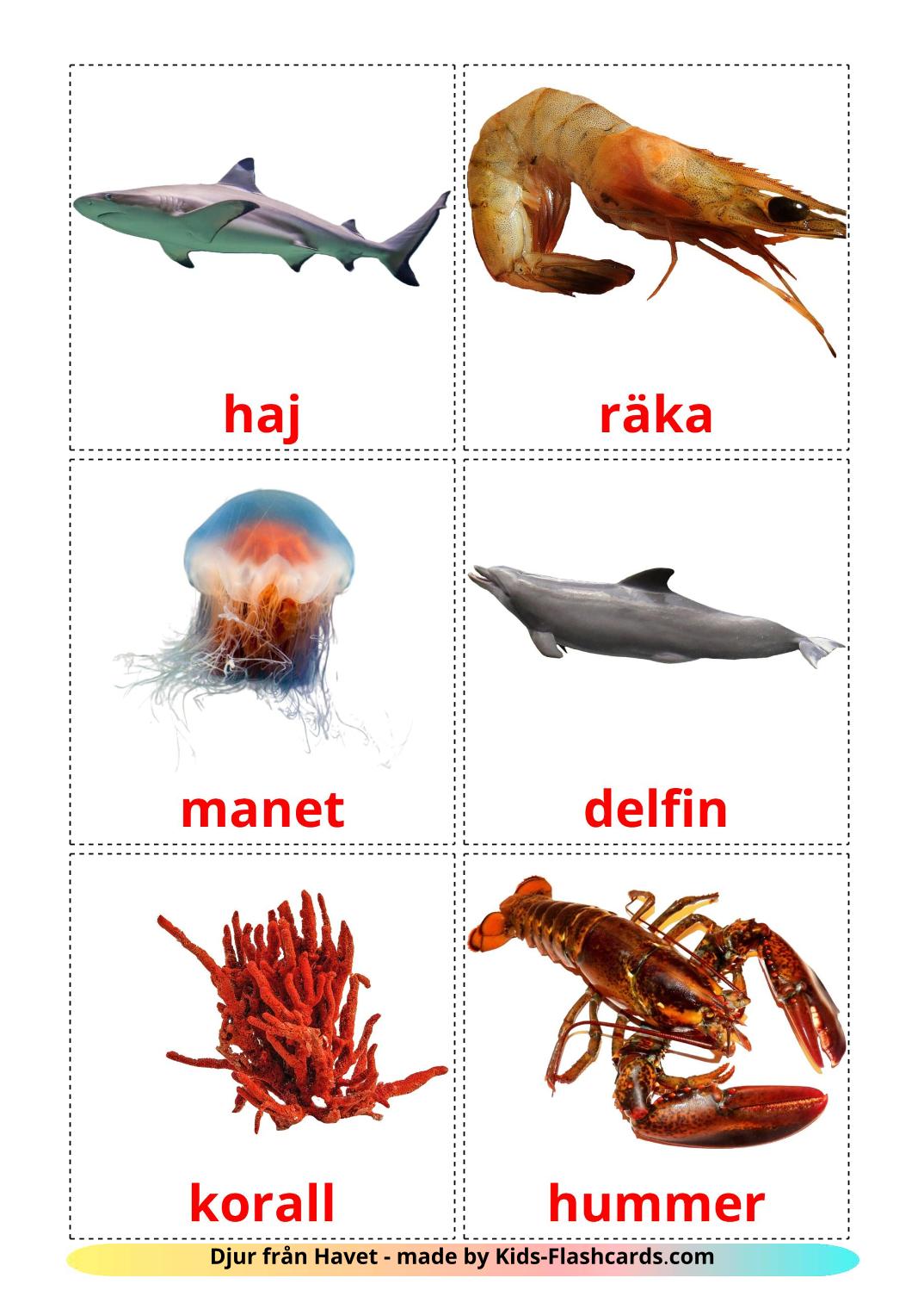 Sea animals - 29 Free Printable swedish Flashcards 