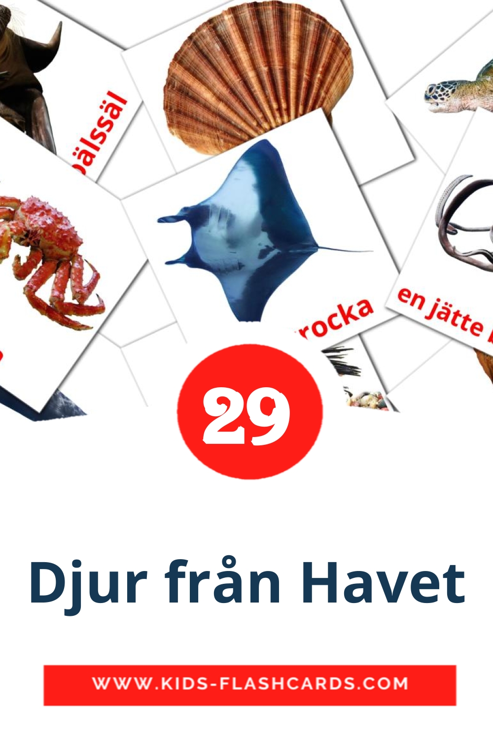 29 Djur från Havet Picture Cards for Kindergarden in swedish