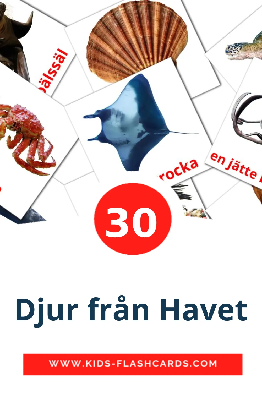 30 carte illustrate di Djur från Havet per la scuola materna in norwegian