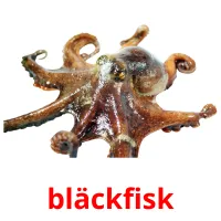 bläckfisk flashcards illustrate