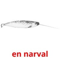 en narval flashcards illustrate