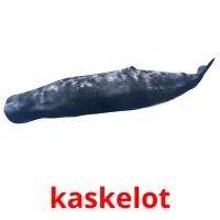 kaskelot flashcards illustrate