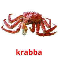 krabba flashcards illustrate