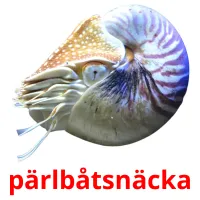 pärlbåtsnäcka flashcards illustrate