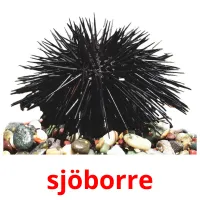 sjöborre flashcards illustrate