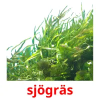 sjögräs flashcards illustrate