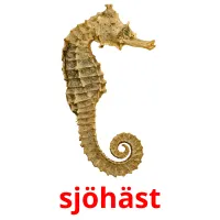 sjöhäst flashcards illustrate