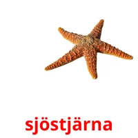 sjöstjärna flashcards illustrate