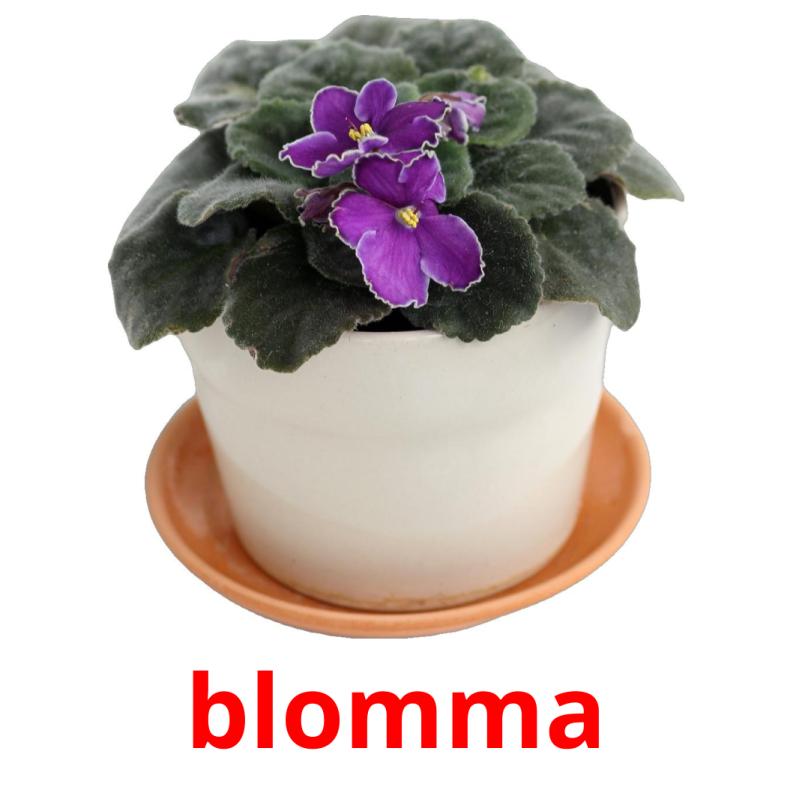 blomma picture flashcards