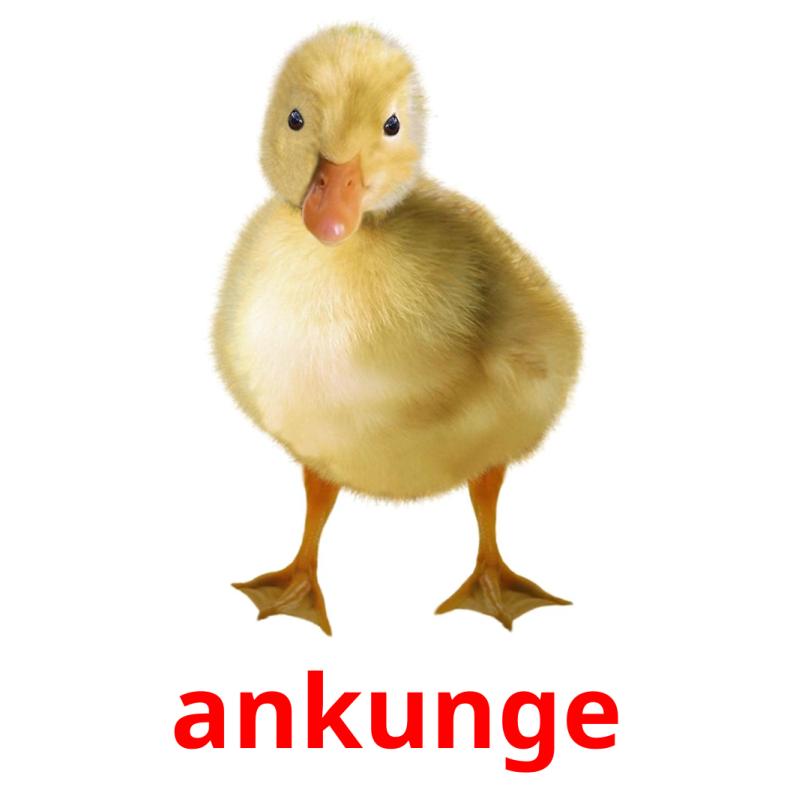 ankunge picture flashcards