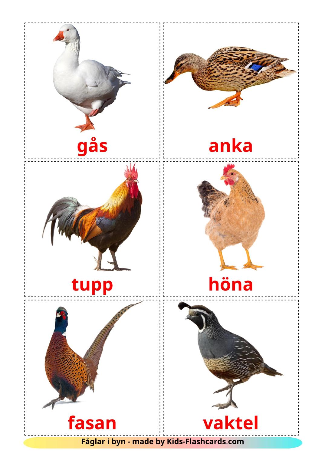 Farm birds - 11 Free Printable swedish Flashcards 
