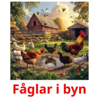 Fåglar i byn picture flashcards