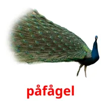 påfågel picture flashcards