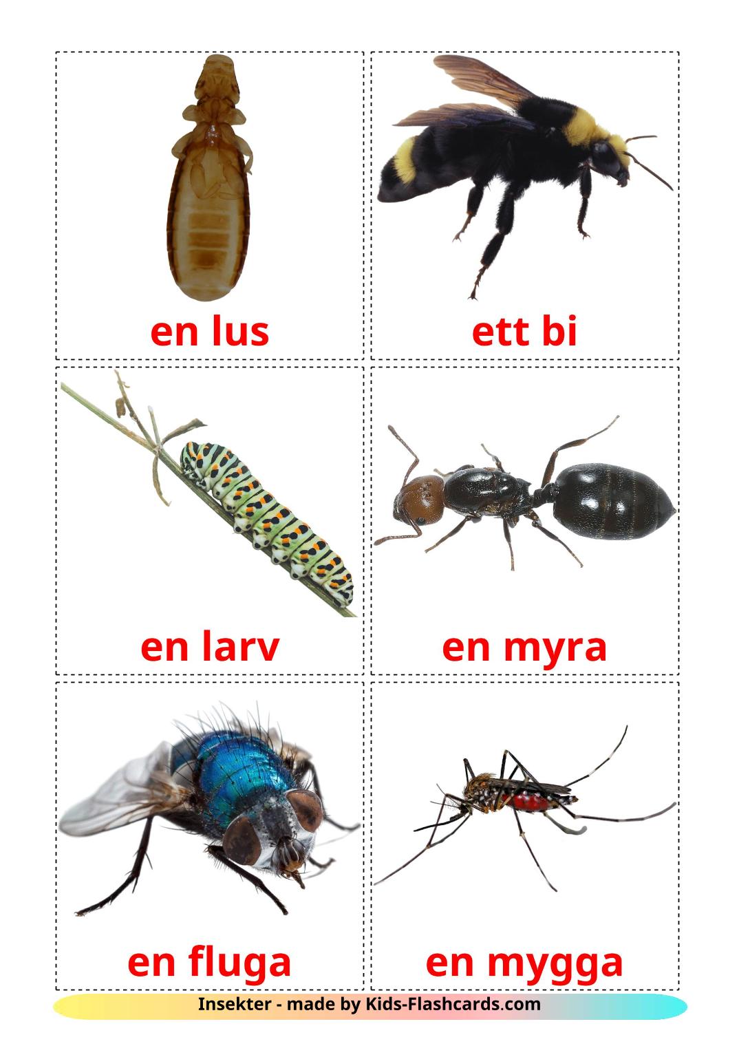 Insects - 23 Free Printable swedish Flashcards 