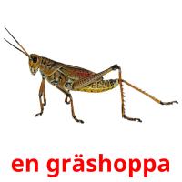 en gräshoppa card for translate