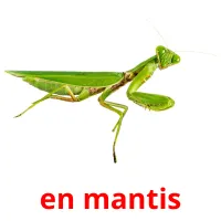 en mantis Tarjetas didacticas