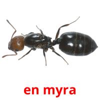 en myra card for translate