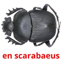 en scarabaeus card for translate