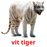 vit tiger ansichtkaarten