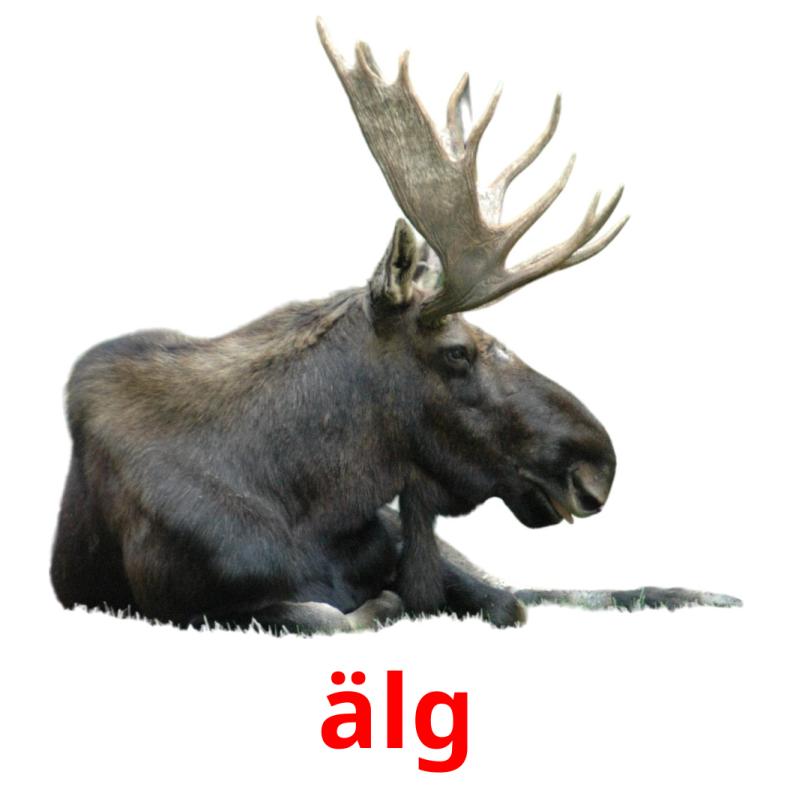 älg picture flashcards