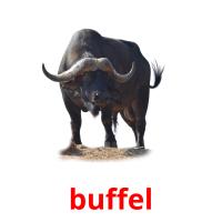buffel picture flashcards