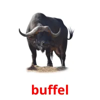 buffel cartões com imagens