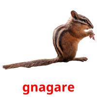 gnagare picture flashcards