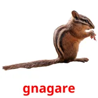 gnagare cartões com imagens