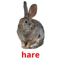 hare flashcards illustrate