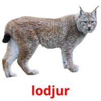 lodjur picture flashcards